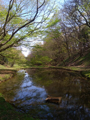 Fototapeta na wymiar 森の池　水面に浮かぶ木