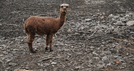 llama in the zoo