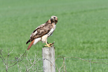 Red-tailed Hawk perched on a fence post eating a garter snake