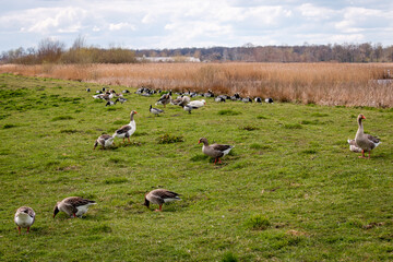 A flock of geese grazing and resting in the grass near the lake called 