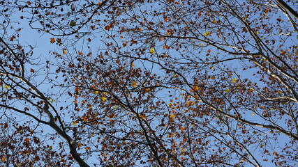 The beautiful autumn landscape with the yellow and red autumn leaves on the trees in the forest