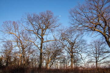 Bare trees with moon rising amongst them against a deep blue sky