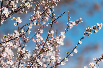 Flowering tree, lots of small flowers on the branch. Spring in nature, buds and small leaves. The time of pollination of fruit trees.