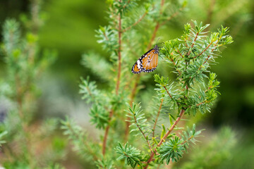 butterfly on a leaf