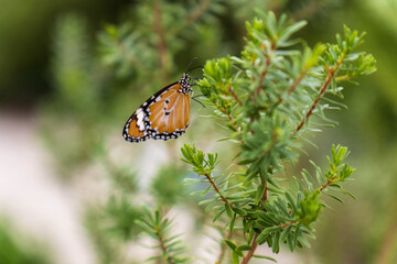 butterfly on leaf