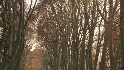 The beautiful autumn landscape with the colorful autumn leaves on the trees in the forest