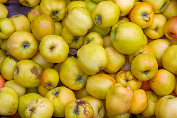 Quince Fruits