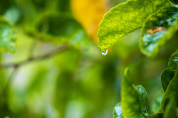 green leaf with drops