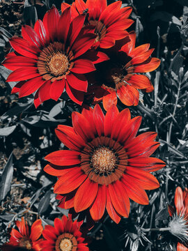 Beautiful Red Summer Flowers On Grey Background. 
