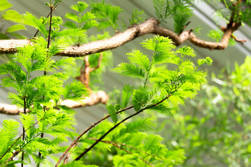 Obraz premium Acacia branch needles and young green leaves.
