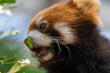 The red panda lives in the mountains from southwest China to the Himalayas.