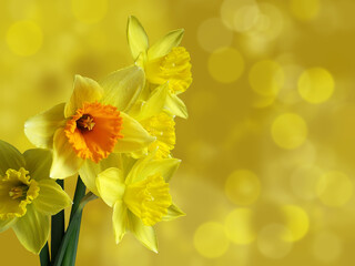 yellow flowers - daffodils on a blurred yellow-ocher background