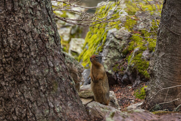 Prairie dog standing on his hind legs on rock in the forest