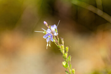 小さなミヤマクワガタの紫の花
