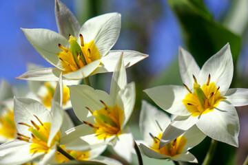 Tulip Turkestanica, with white petals and yellow middle, macro