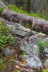 Chipmunk sitting on rock in the forest