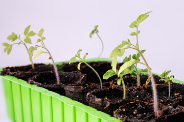 Seedlings for spring planting in the greenhouse.