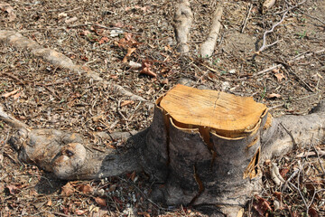 Old tree stump in the forest closeup.