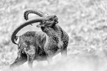 Foto op Canvas Black and white portrait of majestic Ibex male (Capra ibex) © manuel