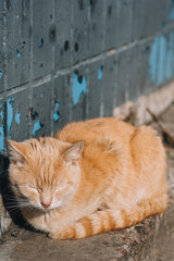 Fototapeta premium A beautiful, graceful, fluffy red-haired cat lies near the wall and rests in his sleep.