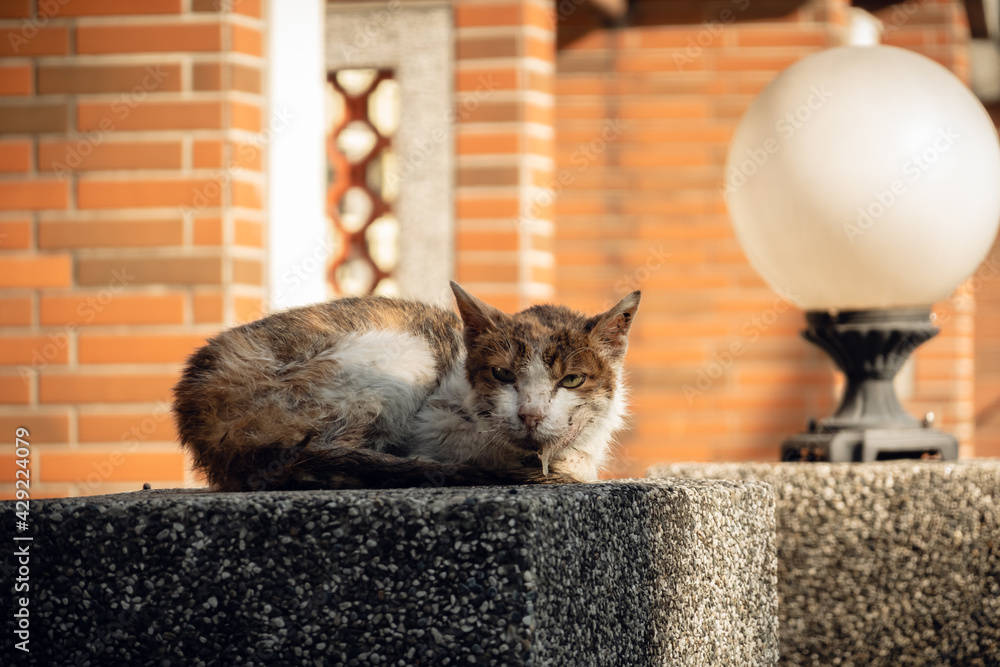 Canvas Prints stray cat was sick and drooling