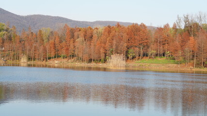 The autumn view in the park with the colorful forest and reflection in water