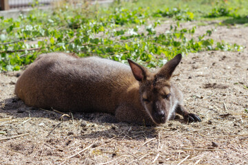 Image of resting wallaby at the zoo