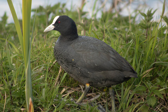 Foulque macroule (Fulica atra) adulte