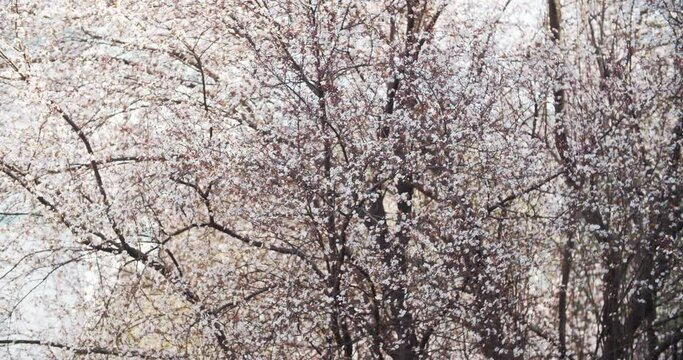 Spring flower bloom nature background in the park Blossoming of red-leaf plum trees in spring