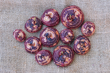 Top view of red gladioli bulbs on sackcloth