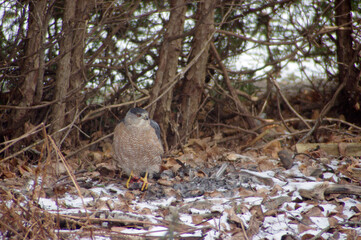 large hawk bird on snowy ground blending in with copy space