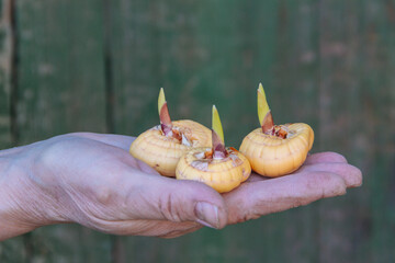 Female hand holding bulbs of gladioli