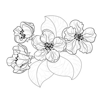 Flowering tree branch element. Contour drawing of flowers and leaves of apple, sakura or almond.  Isolated white background.
