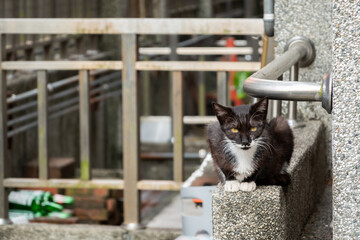 stray black and white cat