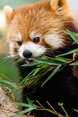 Obraz premium The red panda lives in the mountains from southwest China to the Himalayas.