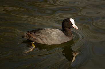 foulque macroule (Fulica atra) - OA 2021