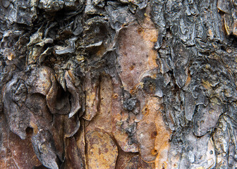 Very close view of pine tree bark and sap showing multiple colors and textures.