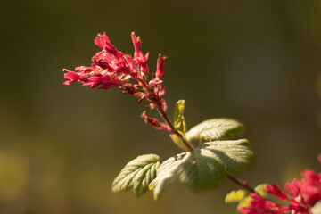 fleur