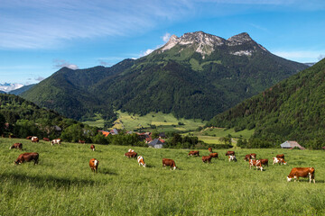 Troupeaux de vaches montbéliardes ,Paysage du massif des Bauges au printemps , Savoie , Alpes , France - obrazy, fototapety, plakaty