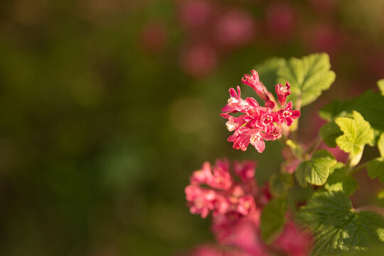Fleurs