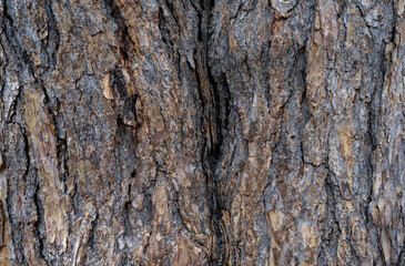 Coarse bark on a pine tree has and interesting texture.