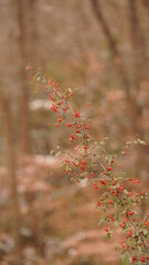 The red fruits view in the wild forest in autumn