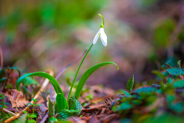 snowdrops - one of first spring flowers in the forest