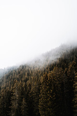 Ambiance dramatique dans la forêt avec la présence d'un brouillard épais