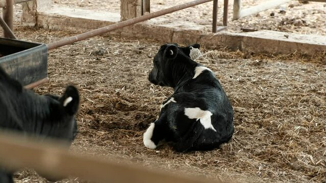 A young cow calf is sitting on the ground while another calf is walking by, a 4K video clip, Ben Shemen, Israel.