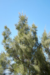 Casuarina equisetifolia