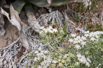 Echinophora spinosa