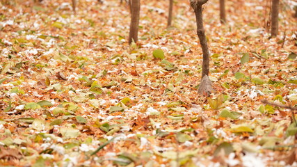 The beautiful autumn landscape with the yellow and red autumn leaves on the trees in the forest