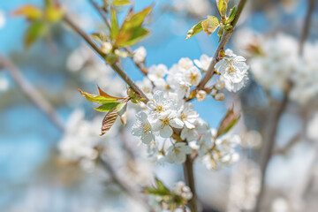 White blooming spring tree against the sky.
