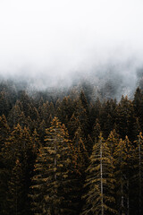 Forêt enchantée où la nature est reine